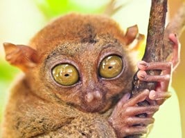 TARSIER Copy Copy