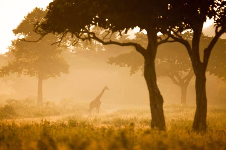 Calauit Safari Park Tour Package 01
