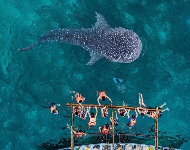 whale shark butanding oslob cebu 6
